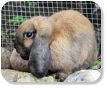 Menschenbezogen, schon etwas verschmust, gesellig, neugierig, freundlich, kann gerne mit Kaninchen "Hippi" (Nr. 02) vermittelt werden, für die Wohnungs- oder Gehegehaltung
