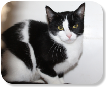 Menschen gegenüber noch etwas zurückhaltend, gesellig, gemütlich, gerne auch zusammen mit Katze "Kaya" (Nr. 03) zu vermitteln, später mit Freilauf