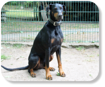 Menschenbezogen, gesellig, verspielt, kräftig, durch seine Einstufung muss er einen Maulkorb tragen, lässt sich den problemlos anlegen und beherrscht alle wichtigen Kommandos, an ruhigen, erfahrenen Halter mit Haltungserlaubnis, nicht zu kleinen Kindern