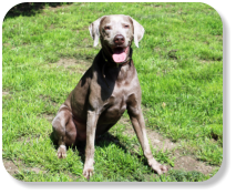 Menschenbezogen, gesellig, verspielt, an ruhige, erfahrene Halter, nicht zu kleinen Kindern, als Einzeltier