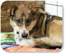 Menschen gegenüber noch etwas zurückhaltend, schüchtern, gesellig, an ruhige, liebevolle Halter, die viel Zeit für ihn haben, nicht zu kleinen Kindern, als Einzeltier