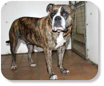 Menschenbezogen, gesellig, an ruhige und erfahrene liebevolle Halter, die viel Zeit für sie haben, nicht zu kleinen Kindern, als Einzeltier