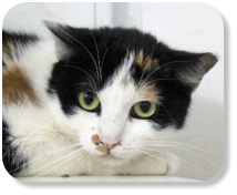 Menschen gegenüber noch etwas zurückhaltend, freundlich, gesellig, neugierig, gerne zusammenn mit Katze "Susi" (Nr. 03) zu vermitteln, später mit Freilauf