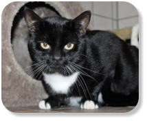 Menschenbezogen, sehr verschmust, gesellig, verspielt, später mit Freilauf