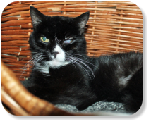 Menschenbezogen, ruhig, gesellig, gemütlich, verschmust, später kann Freilauf angeboten werden