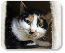 Menschen gegenüber noch etwas zurückhaltend, sensibel, gemütlich, gerne zusammen mit Katze "Mausi" (Nr. 02) zu vermitteln, später mit Freilauf