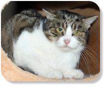 Menschen gegenüber noch etwas zurückhaltend, ruhig, Einzelgänger, gemütlich, faucht gerne, später mit Freilauf