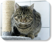 Menschen gegenüber noch etwas zurückhaltend, ruhig, gesellig, gemütlich, später mit Freilauf