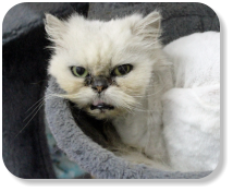 Menschenbezogen, ruhig, gesellig, gemütlich, schon etwas verschmust, später kann Freilauf angeboten werden