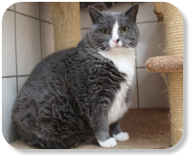 Menschenbezogen, gesellig, schon etwas verschmust, nur zusammen mit Katze "Peaches" (Nr. 04) zu vermitteln, später kann Freilauf angeboten werden