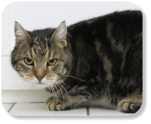 Menschenbezogen, gesellig, gemütlich, etwas verspielt, nur zusammen mit Katze "Tira" (Nr. 07) zu vermitteln, später mit Freilauf