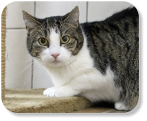 Menschenbezogen, gesellig, gemütlich, etwas verspielt, nur zusammen mit Katze "Tilly" (Nr. 06) zu vermitteln, später mit Freilauf