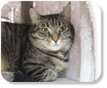 Menschenbezogen, gemütlich, schon etwas verschmust, gesellig, gerne zusammen mit Kater "Opi" (Nr. 03) zu vermitteln, später mit Freilauf