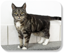 Sehr menschenbezogen, gemütlich, verschmust, gesellig, etwas verspielt, gerne zusammen mit Katze "Hilda" (Nr. 04) zu vermitteln, später kann Freilauf angeboten werden