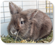 Menschenbezogen, ruhig, gesellig, gemütlich, schon etwas verschmust, gerne auch zusammen mit Kaninchen "Bernhard" (Nr. 10) zu vermitteln, für die Wohnungshaltung