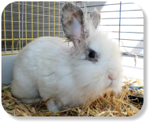 Menschenbezogen, ruhig, gesellig, gemütlich, schon etwas verschmust, gerne auch zusammen mit Kaninchen "Klopfer" (Nr. 09) zu vermitteln, für die Wohnungshaltung
